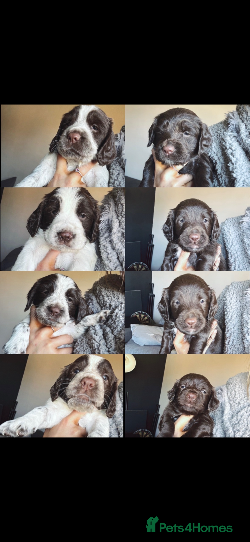 Sprocker dogs 6 sprocker pups for sale  - Advert 8