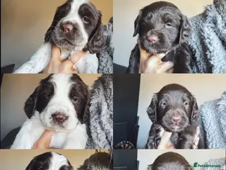 Sprocker dogs 6 sprocker pups for sale - Advert 8