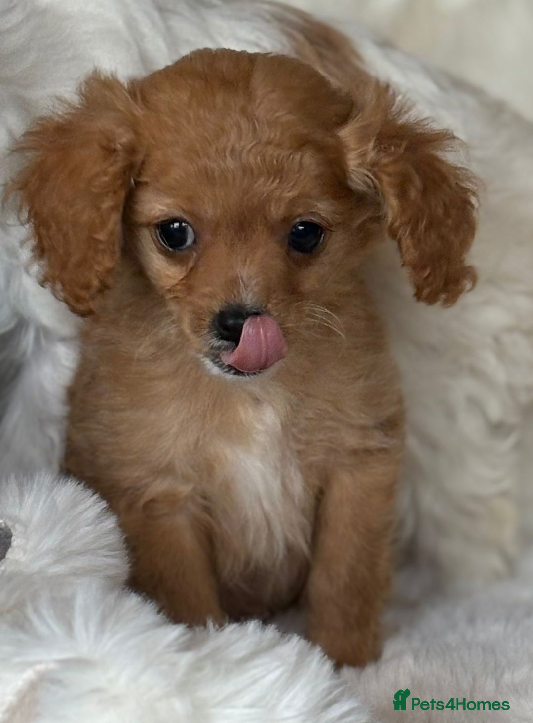 Cavapoo dogs for sale: Beautiful cavapoos - Image 13