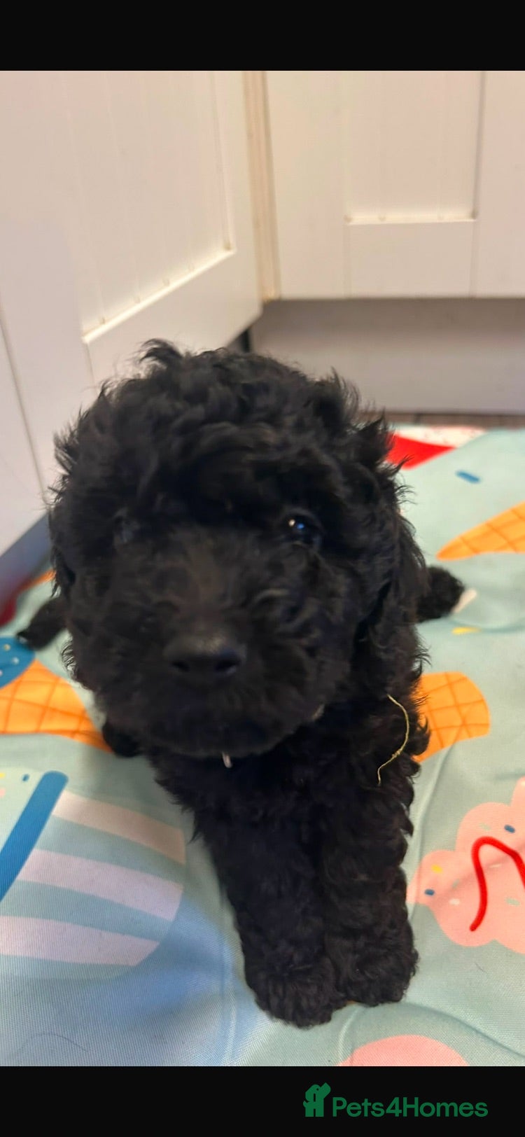 Cockapoo dogs Outstanding cockerpoo puppies  - Advert 2