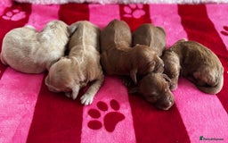 Goldendoodle dogs for sale: Golden doodle puppy’s for sale  - Advert 14