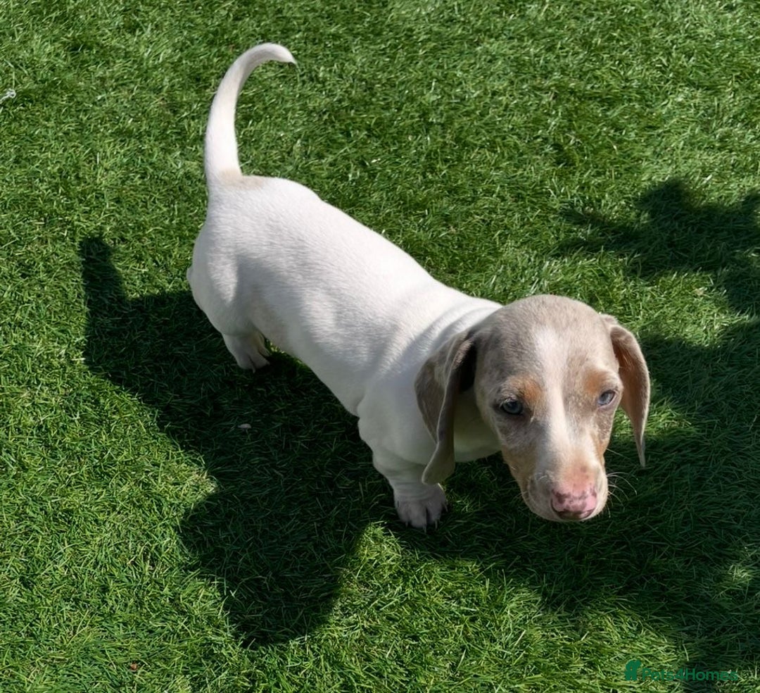 Miniature Dachshund dogs for sale: Lilac pied dachshund puppy - Image 1