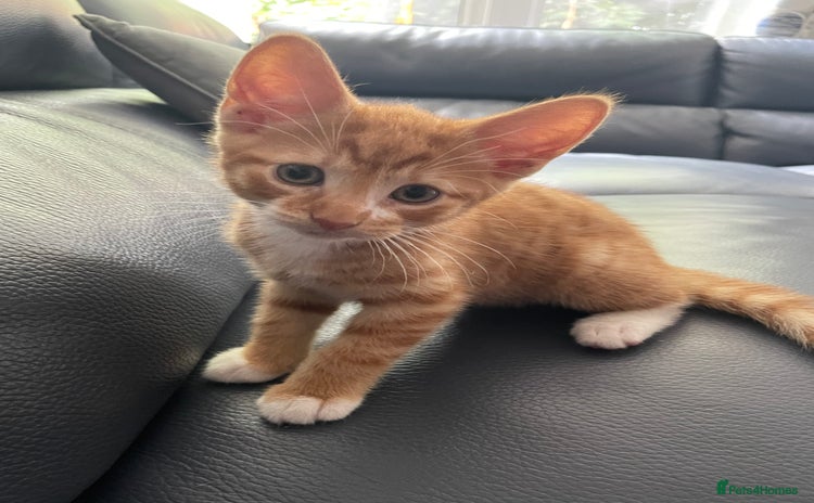 Domestic Shorthair cats - Advert 4