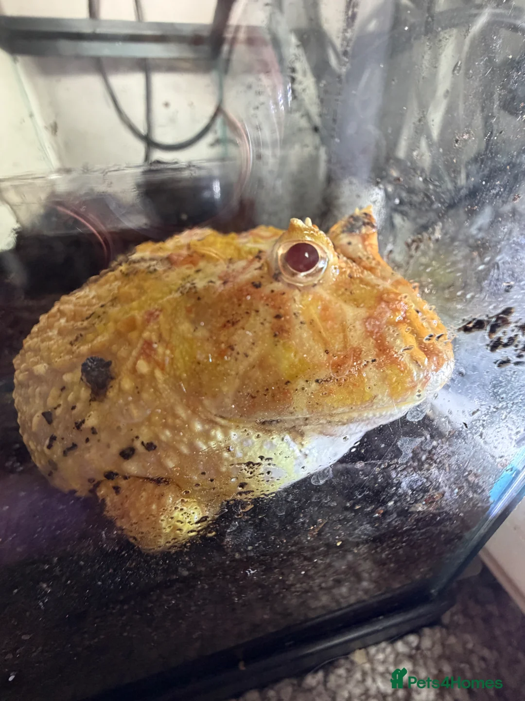 Frog reptiles for sale: Adult Apricot Pac-Man frog female  in Taunton - Advert 1
