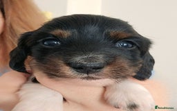 Miniature Dachshund dogs for sale: Female Miniature Long Haired Dachshunds Available - Image 5