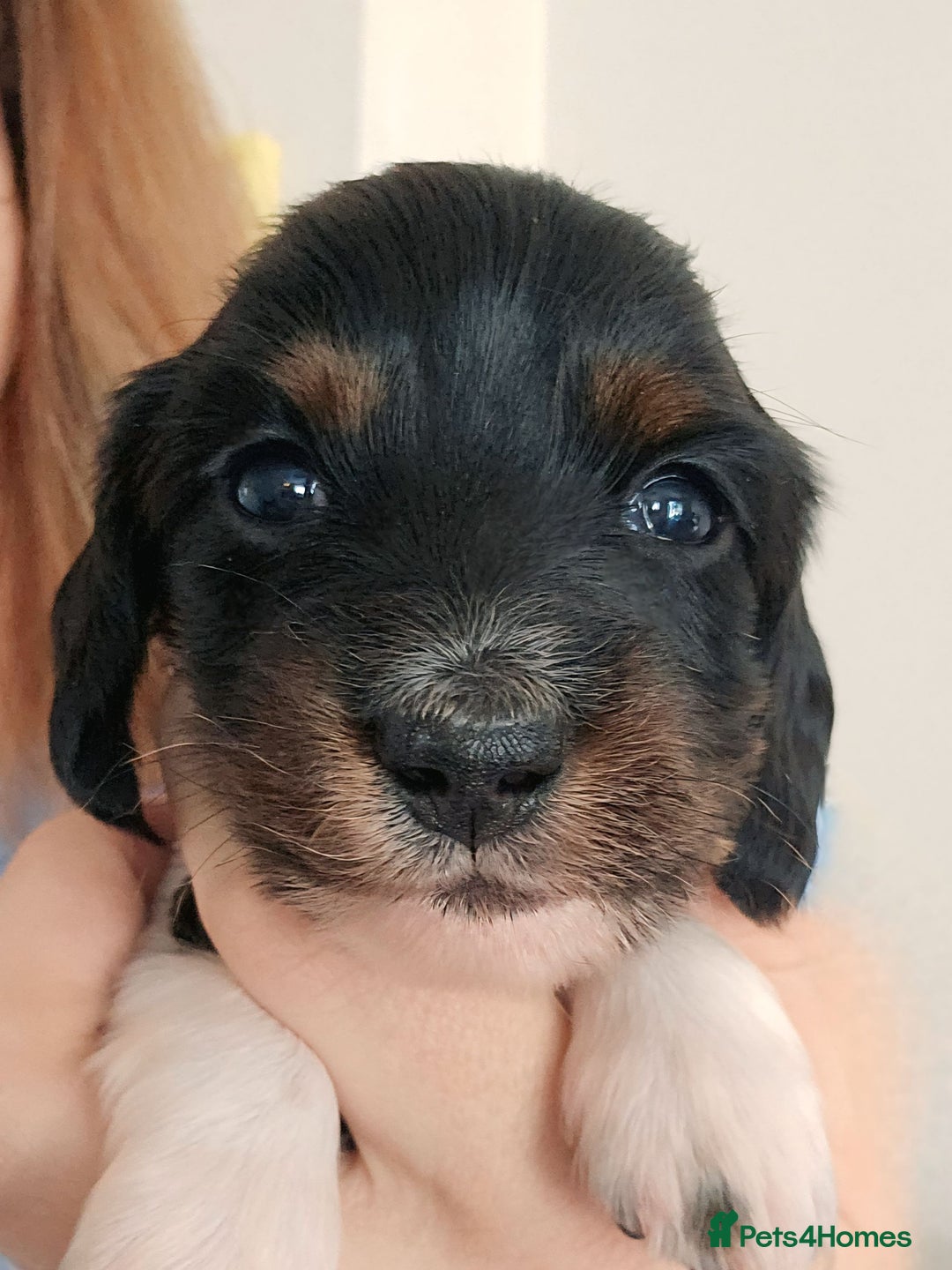Miniature Dachshund dogs for sale: Female Miniature Long Haired Dachshunds Available - Image 5
