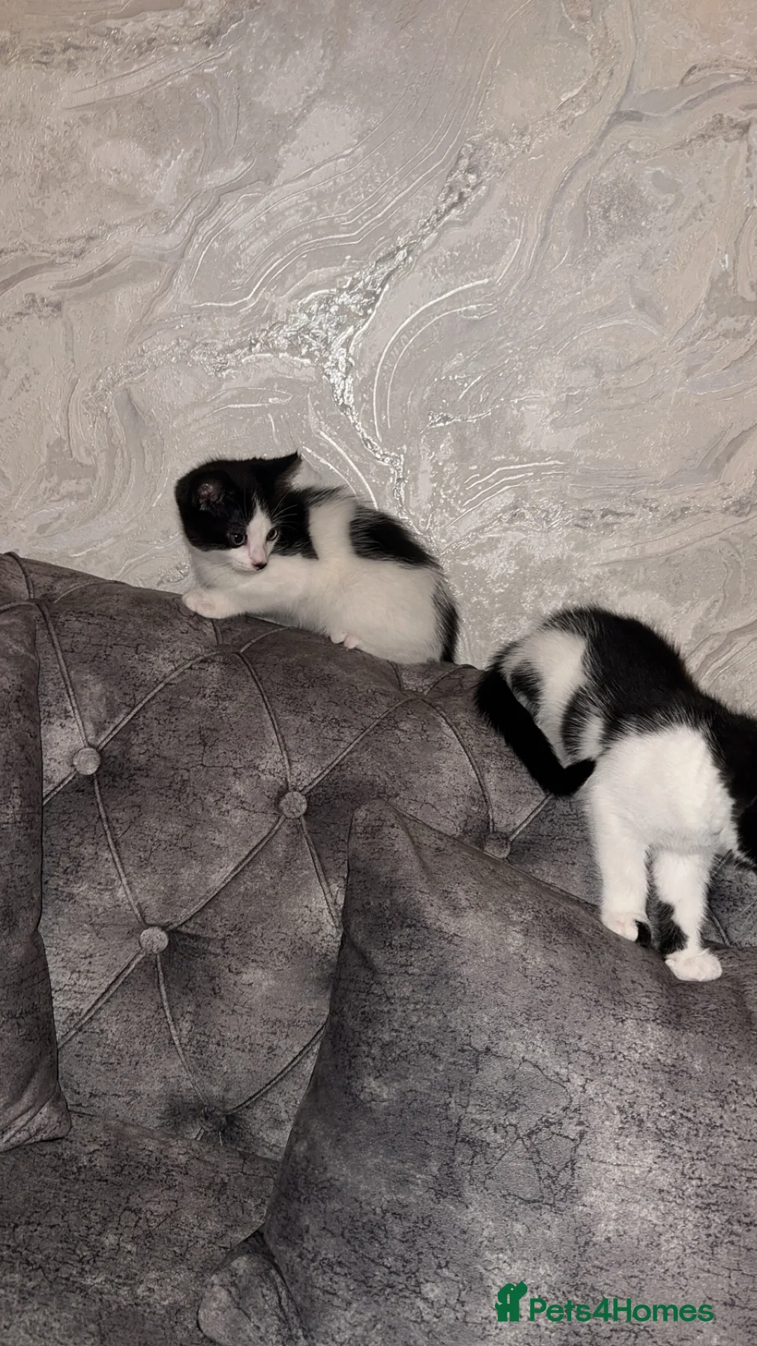 British Shorthair cats for sale: 2 lovely black and white shorthairs - Advert 31
