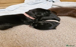 Mixed Breed dogs for sale: Dalmatian shepherd  - Image 10