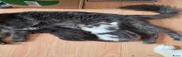 Maine Coon cats for sale: TICA REGISTERED STUNNING KITTENS  - Advert 20