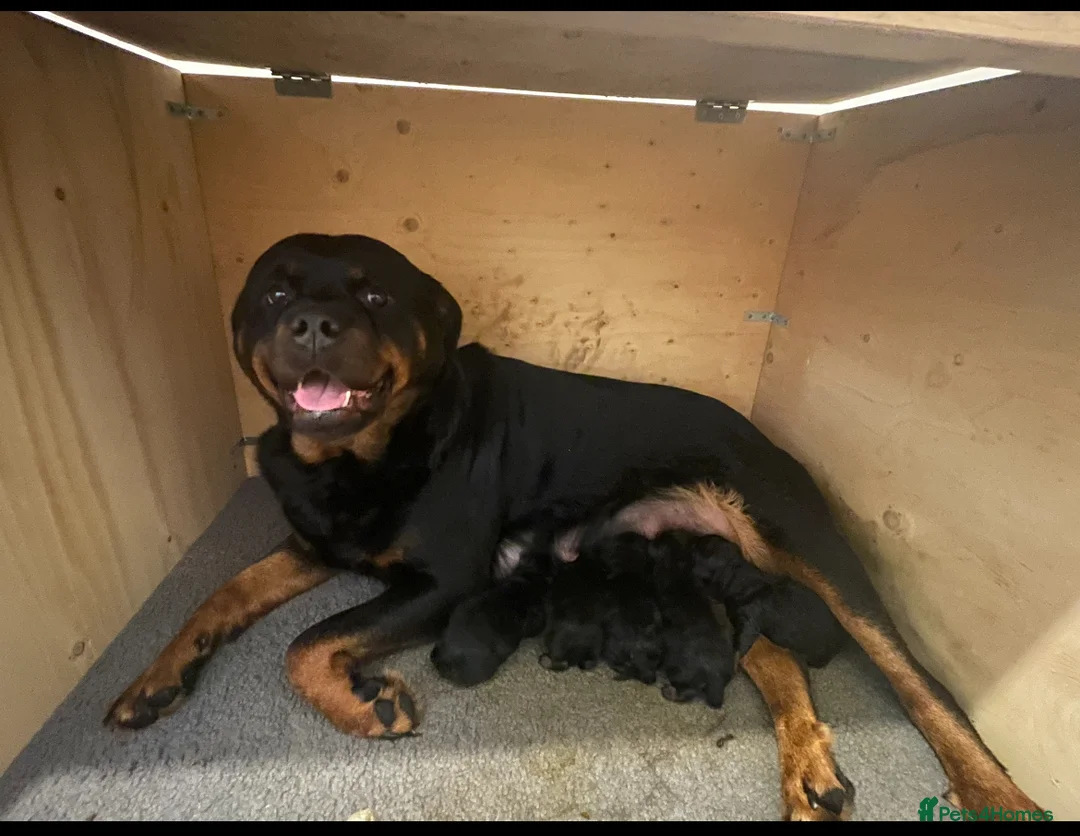 Rottweiler dogs for sale: Champion Bloodline Rottweiler Puppies in Colchester - Advert 1