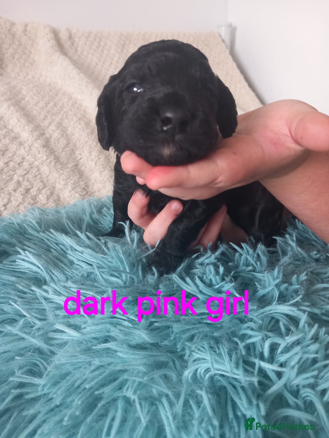Cockapoo dogs for sale: Cockerpoo puppies  - Image 11