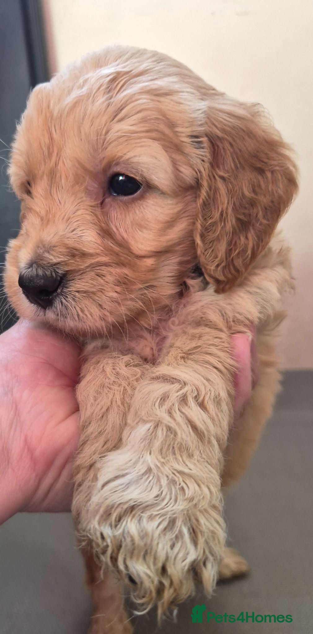 Mini Goldendoodle dogs F1B red mini Goldendoodle puppies - Advert 2