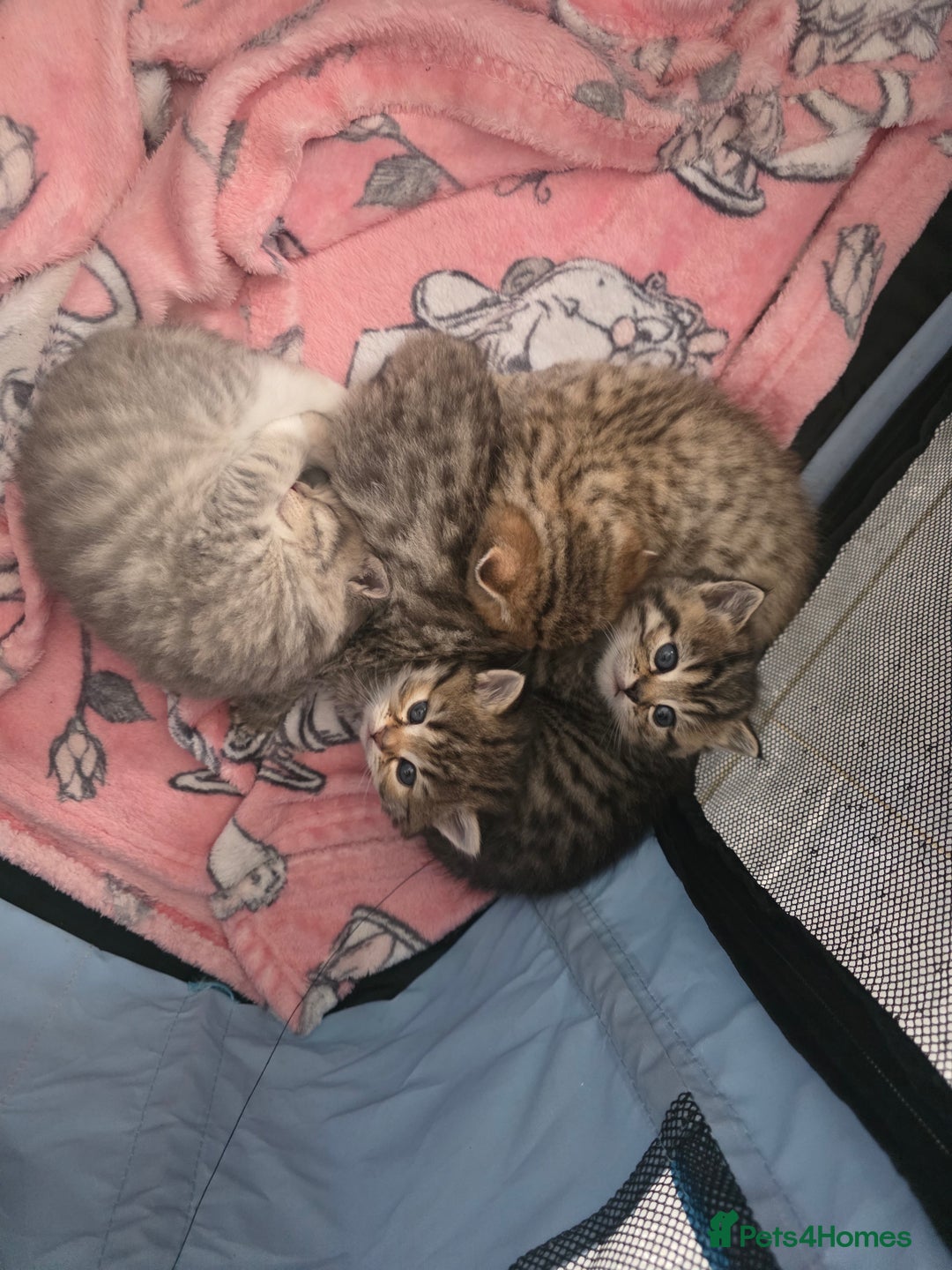 British Shorthair cats for sale: British shorthair x kittens - Image 3