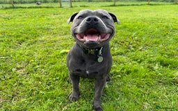 Staffordshire Bull Terrier dogs for stud: KC Reg Staffy Adorable Stud - Image 5