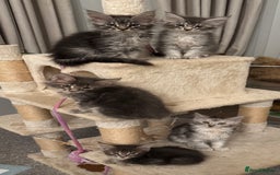 Maine Coon cats for sale: BEAUTIFUL PURE BREED MAINE COON KITTENS  - Image 8