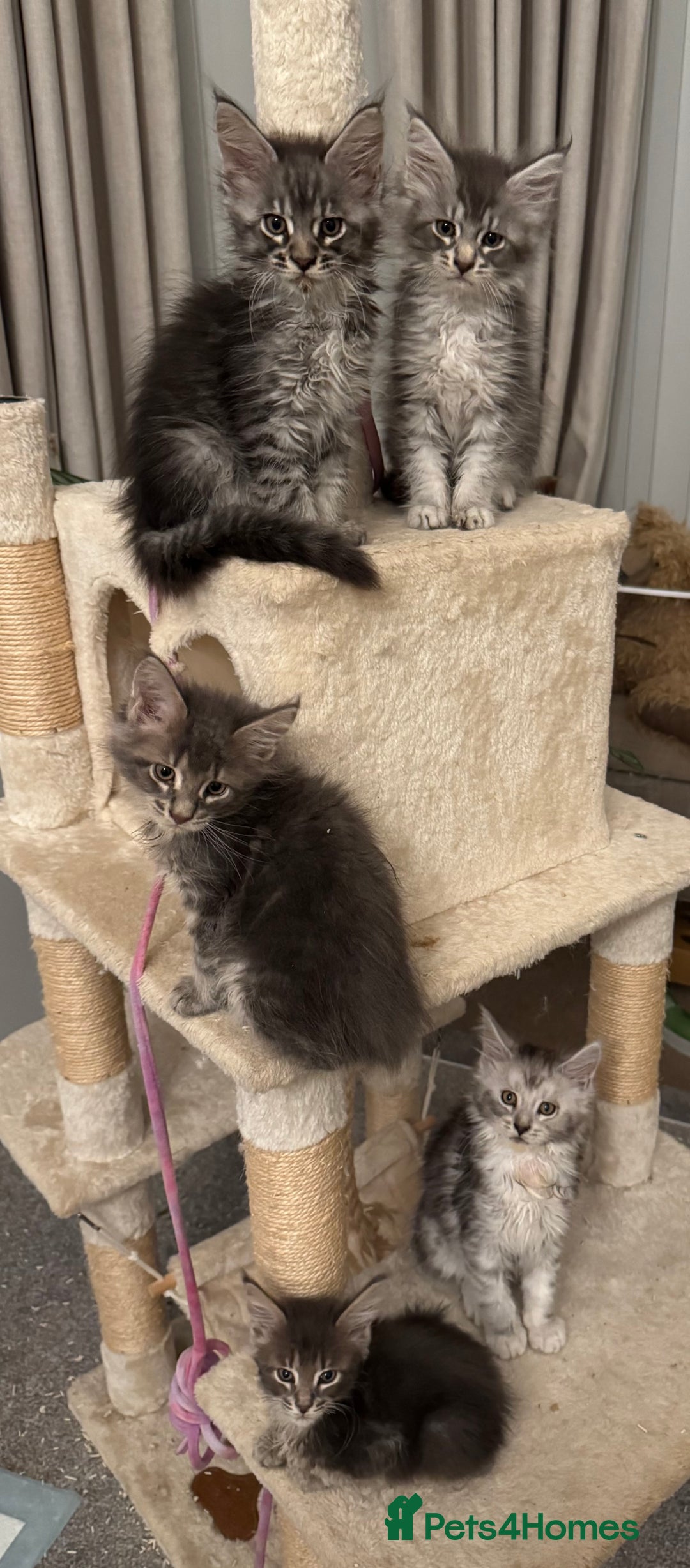 Maine Coon cats for sale: BEAUTIFUL PURE BREED MAINE COON KITTENS  - Image 8