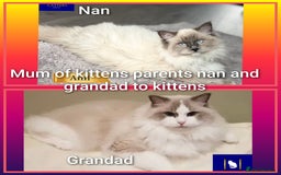 Ragdoll cats for sale: Ragdollkittens health tested gccf/tica parents  - Image 14