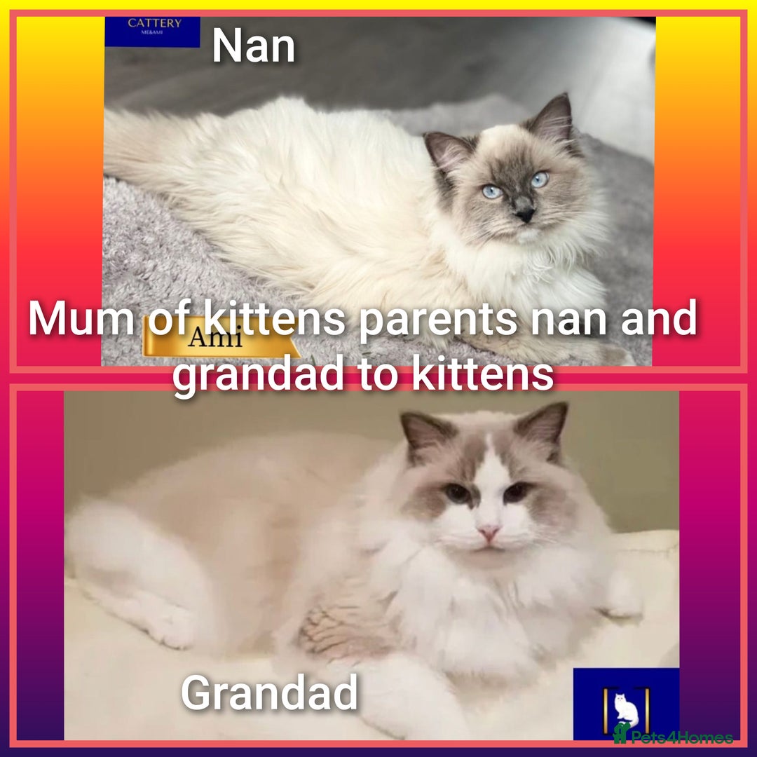 Ragdoll cats for sale: Ragdollkittens health tested gccf/tica parents  - Image 14