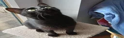 Mixed Breed cats for adoption: LENA. - Advert 4