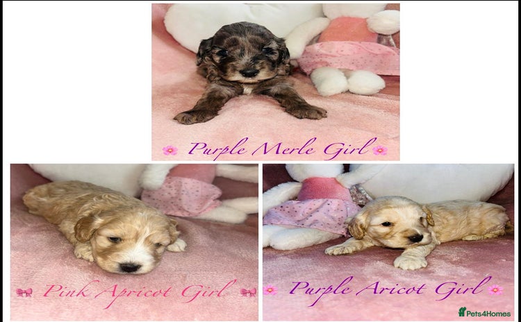 Cavapoo dogs - Advert 1