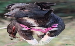 Border Collie dogs for adoption: Venera: The Dog Who Crawled Back to Life - Image 4