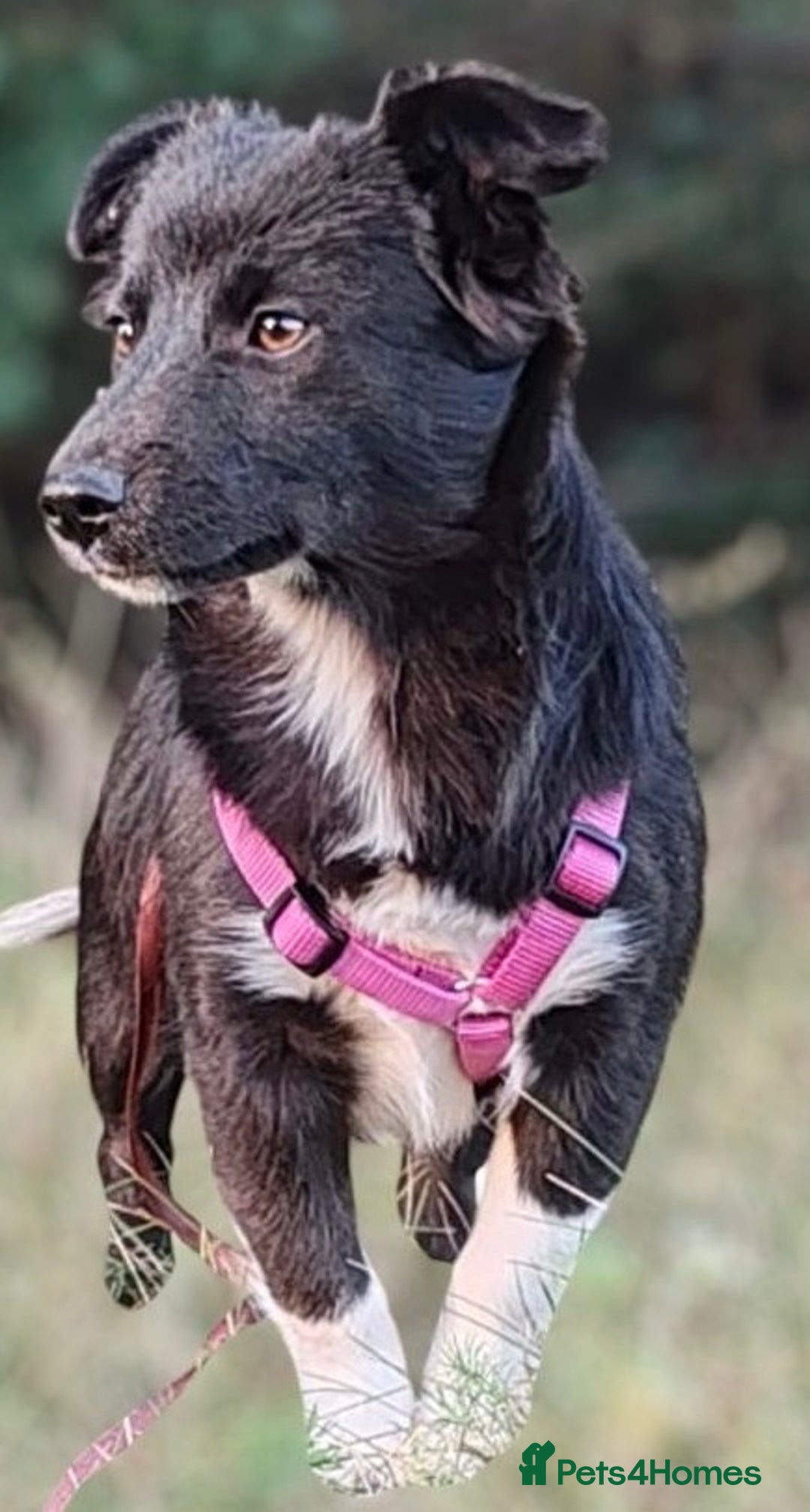 Border Collie dogs for adoption: Venera: The Dog Who Crawled Back to Life - Image 4