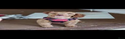 Cockapoo dogs for sale: Cockapoo girl - Advert 7
