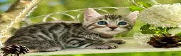 Bengal cats for sale: Beautiful Bengal kittens  - Advert 5