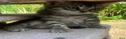 Siberian cats for sale: 3 Adorable Siberian Kittens Available - Advert 22