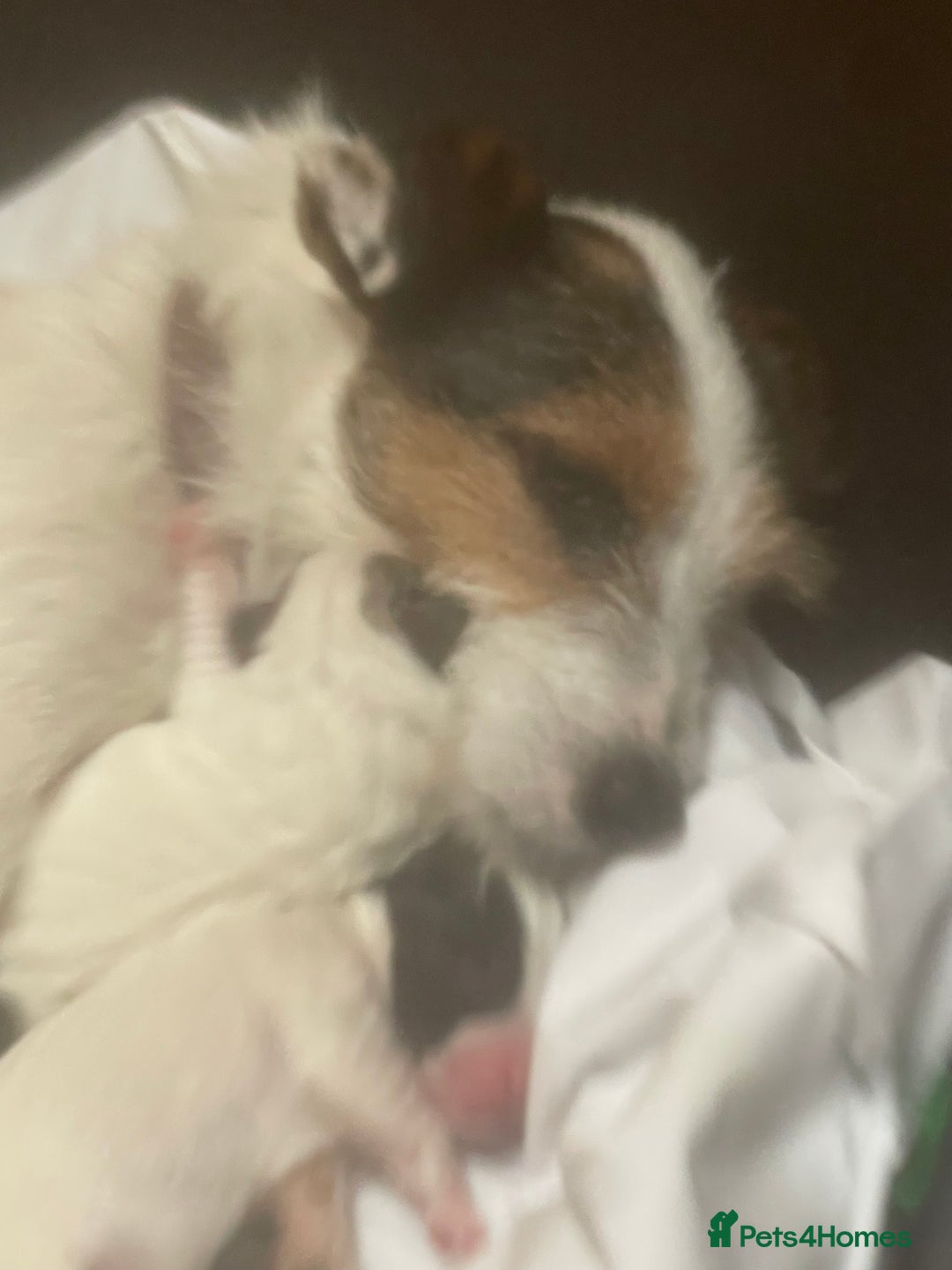 Jack Russell dogs for sale: Beautiful jack Russell puppies  - Advert 22