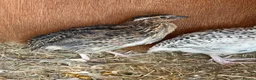 Quail poultry for sale: Young Male quail  - Advert 2