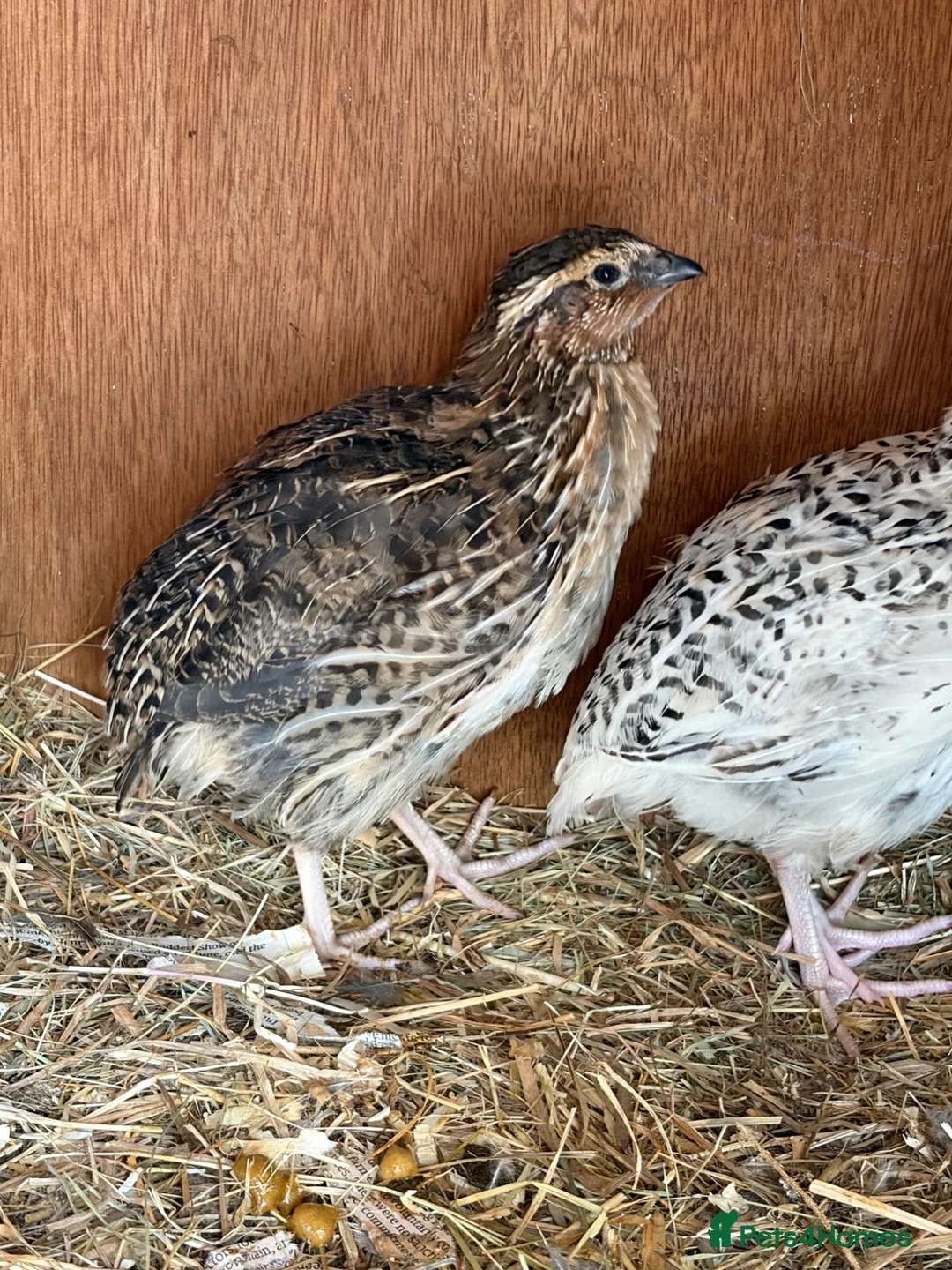 Quail poultry for sale: Young Male quail  - Advert 2