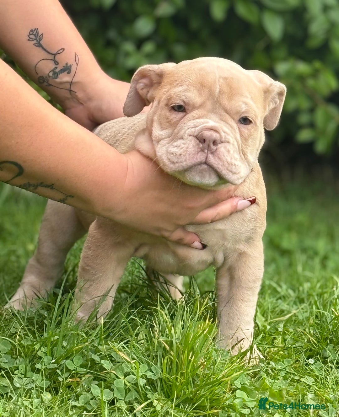 Olde English Bulldogge dogs for sale: Olde English bulldog  - Image 2