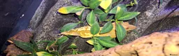 Gecko reptiles for sale: Crested geckos adult females stunning morphs - Advert 3