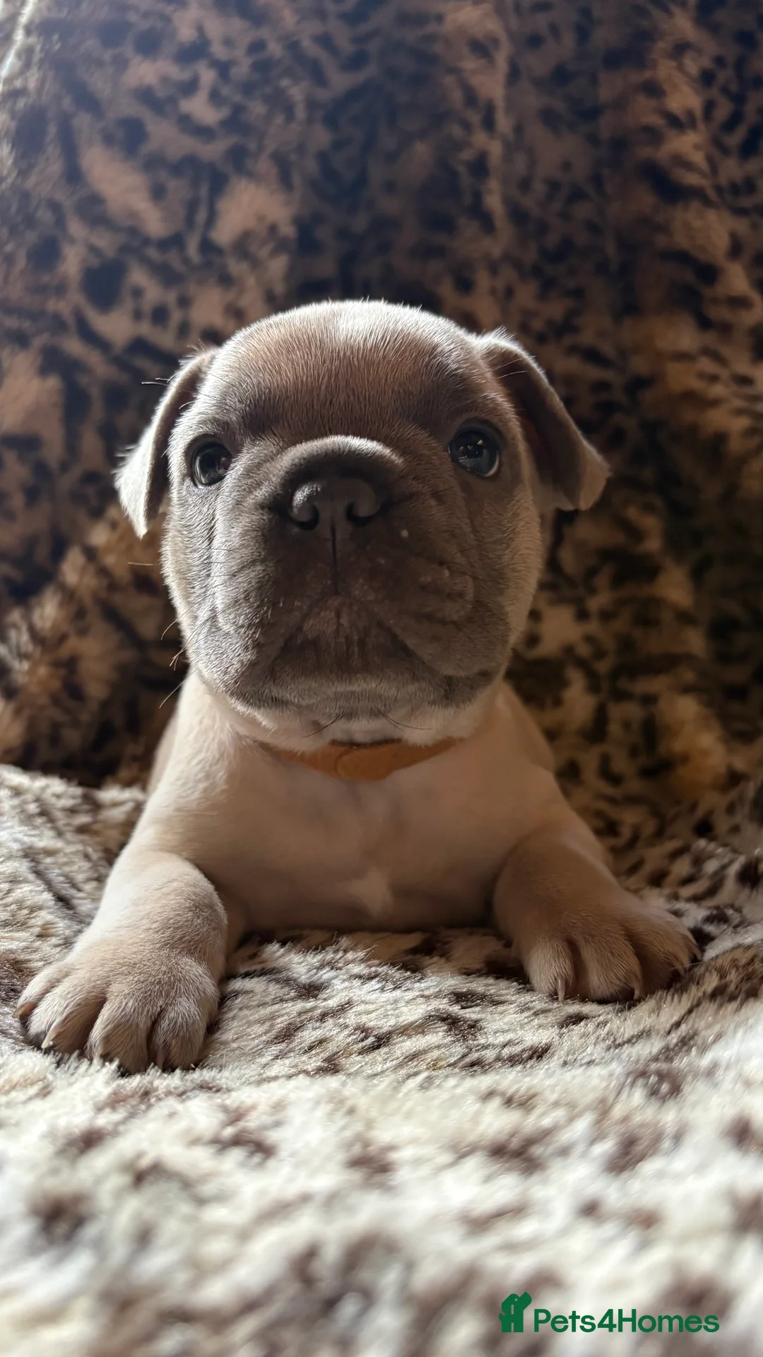 French Bulldog dogs for sale: French bull dog puppies - Advert 10