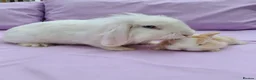 Mini Lion Lop rabbits for sale: Mum and daughter mini lion lops - Advert 3