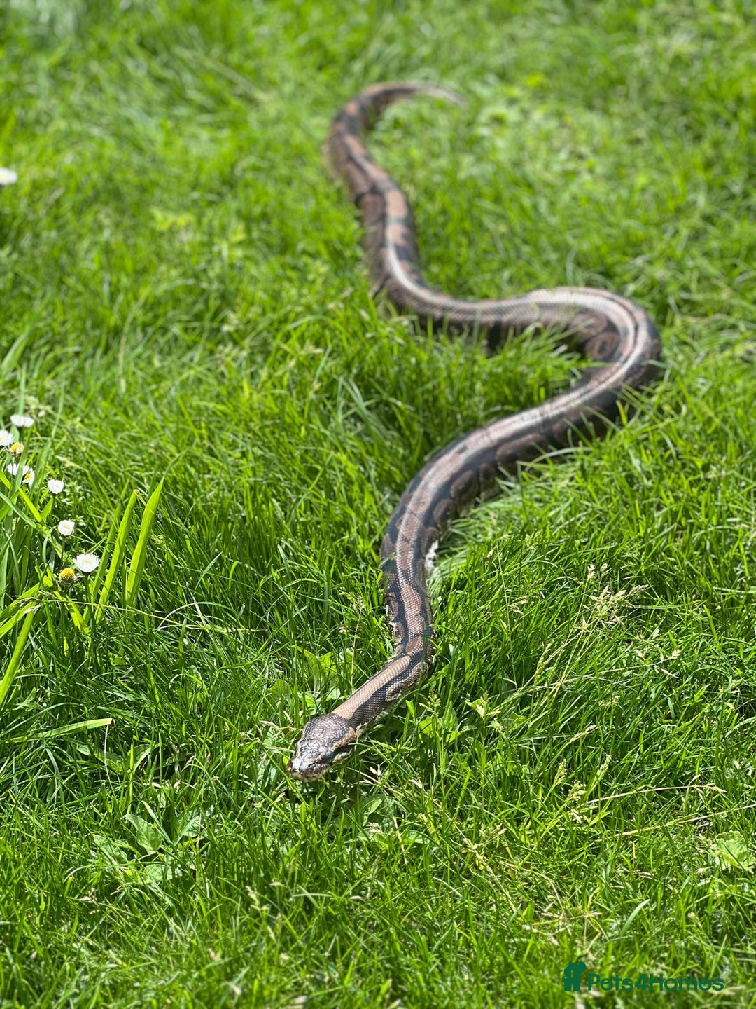 Python Snake reptiles for sale: Royal python with cage - Image 5