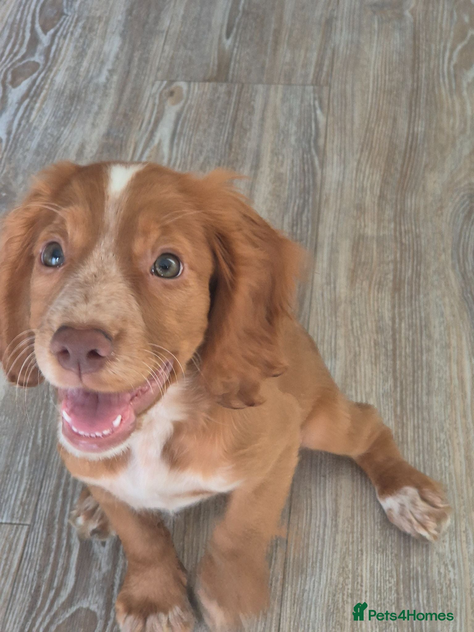 Cocker Spaniel dogs SELLING FOR REHOME 12 week cocker spaniel puppy - Advert 1