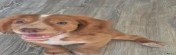 Cocker Spaniel dogs for sale: SELLING FOR REHOME 12 week cocker spaniel puppy - Advert 1