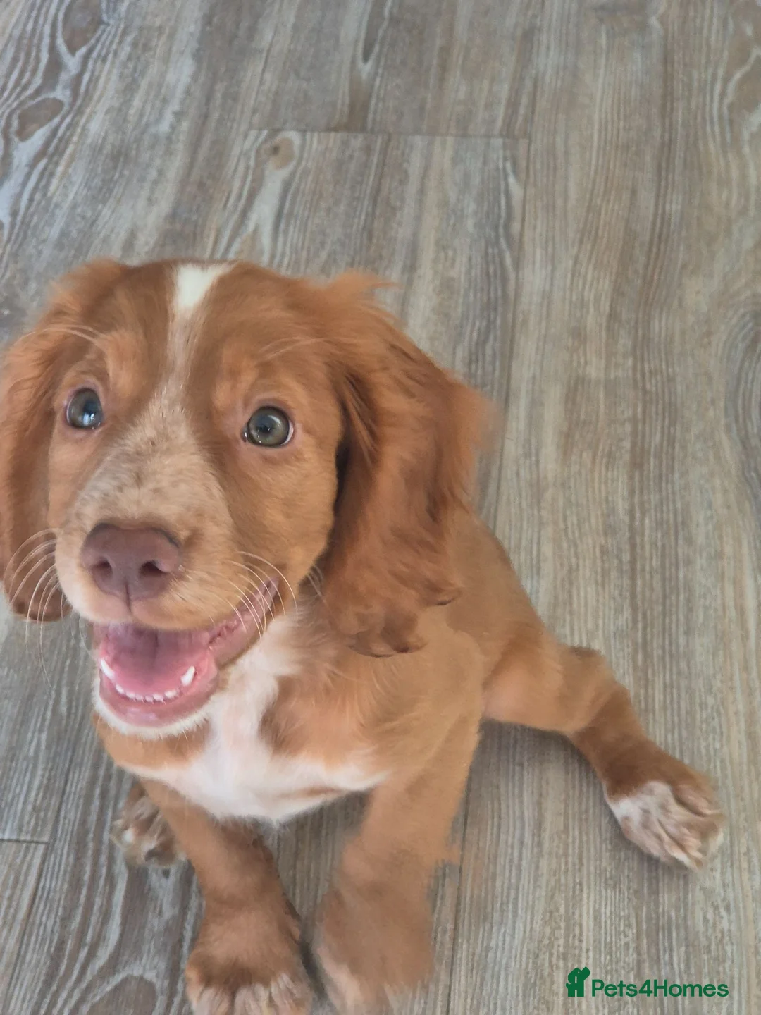 Cocker Spaniel dogs for sale: SELLING FOR REHOME 12 week cocker spaniel puppy - Advert 1