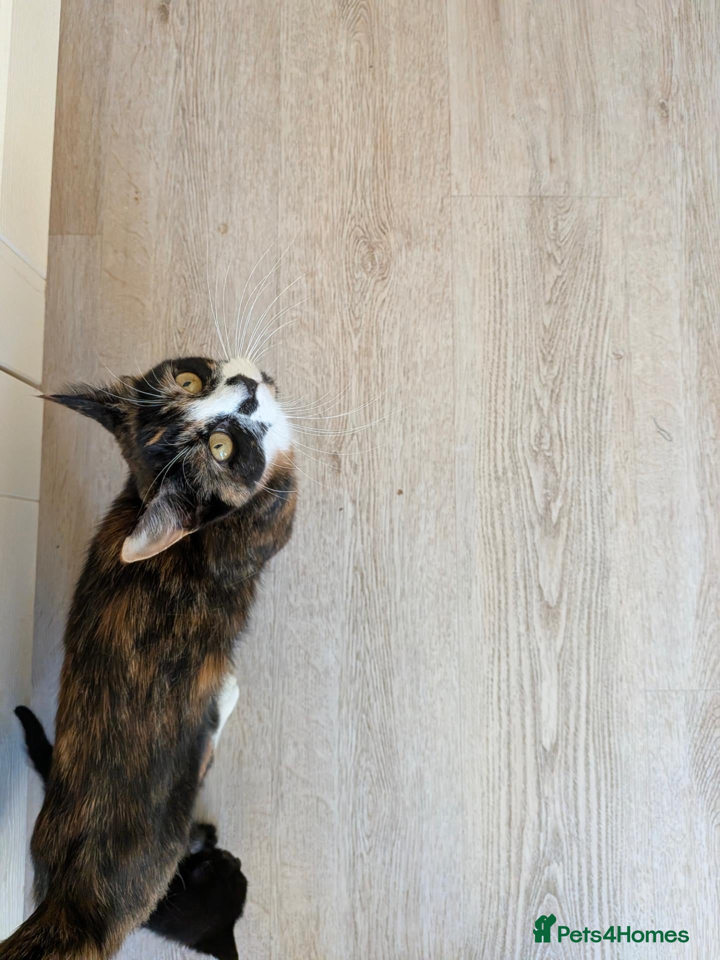 Mixed Breed cats *3 left* 4 STUNNING kittens for sale - Advert 2