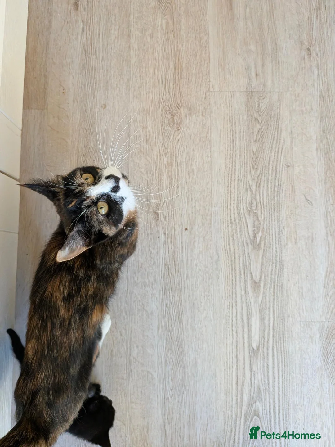 Mixed Breed cats for sale: *3 left* 4 STUNNING kittens for sale - Advert 1