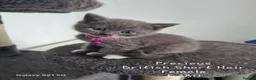 British Shorthair cats for sale: British Short Hair/ Scottish Fold - Advert 12