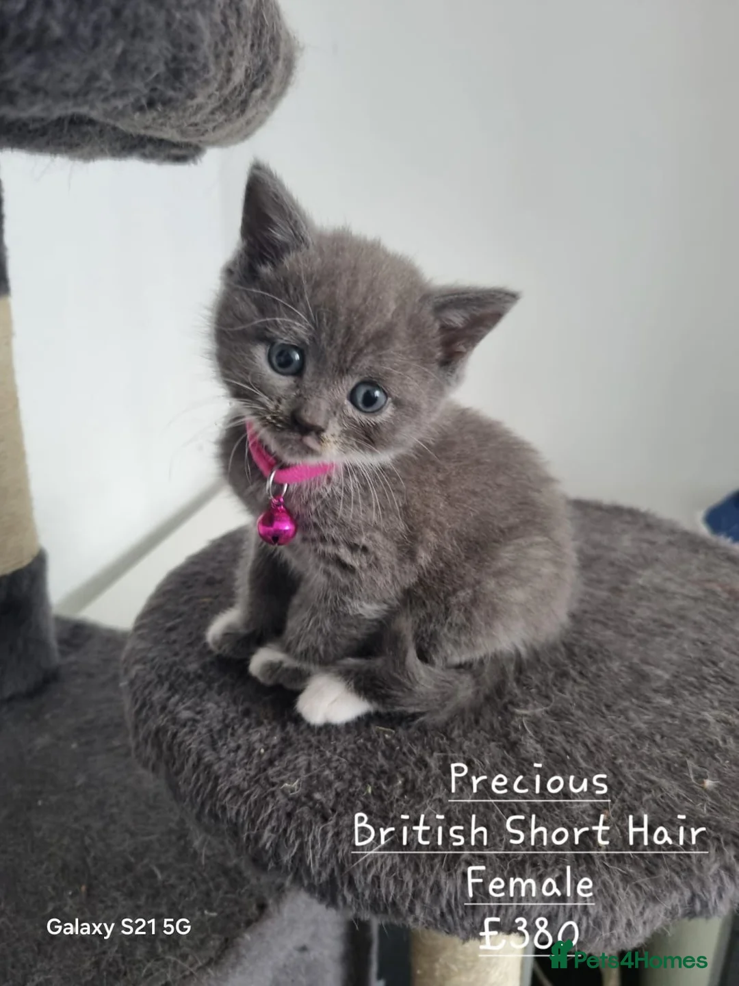 British Shorthair cats for sale: British Short Hair/ Scottish Fold - Advert 12