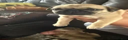 Pug dogs for sale: Stunning pug Puppies  - Advert 2