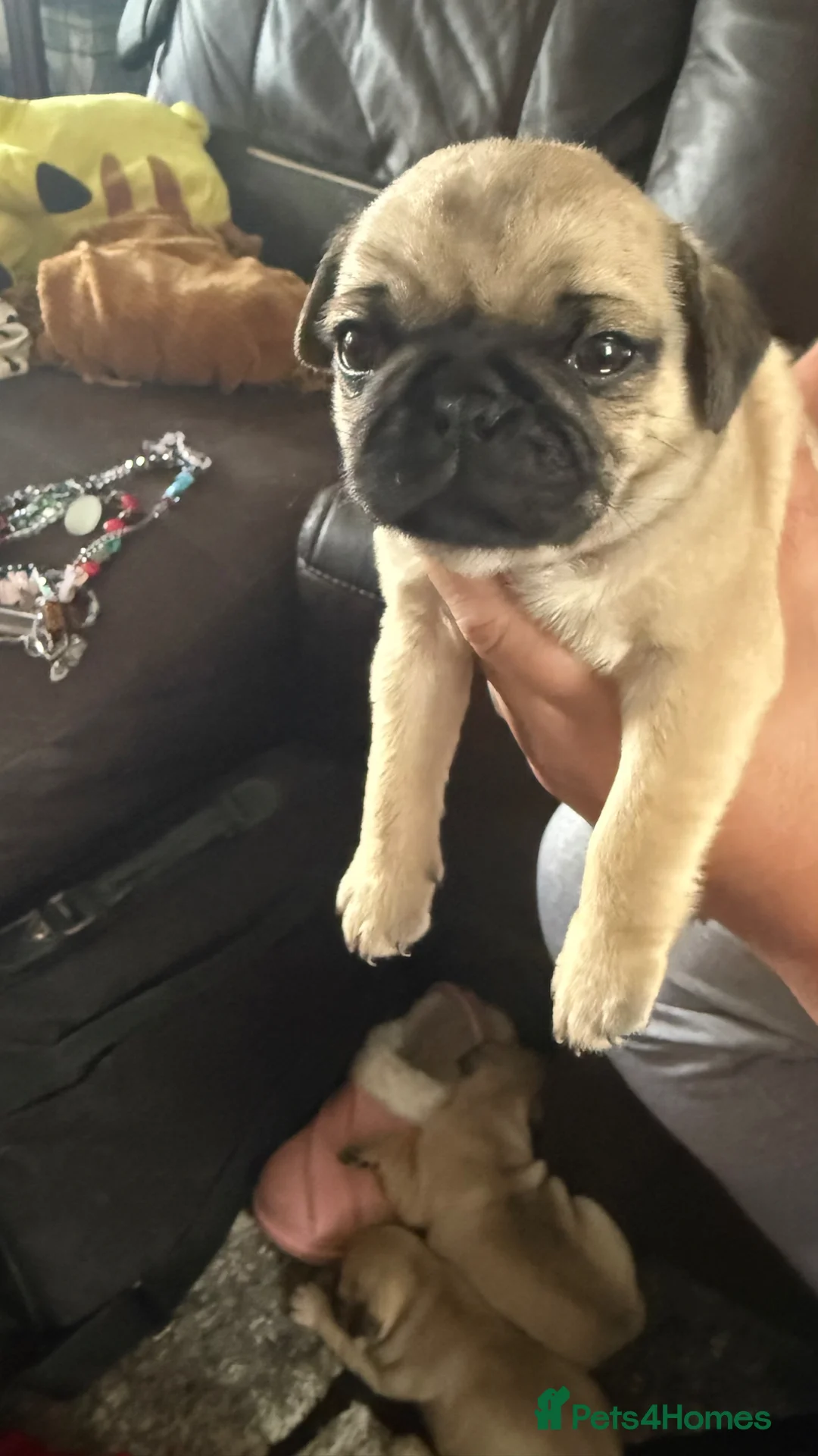 Pug dogs for sale: Stunning pug Puppies  - Advert 2