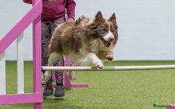 Border Collie dogs for stud: Fully health tested lilac duel KC/ISDS For stud  in Boston - Image 4