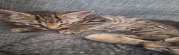 Mixed Breed cats for sale: 2 litters of 2 mommy in Preston - Advert 5