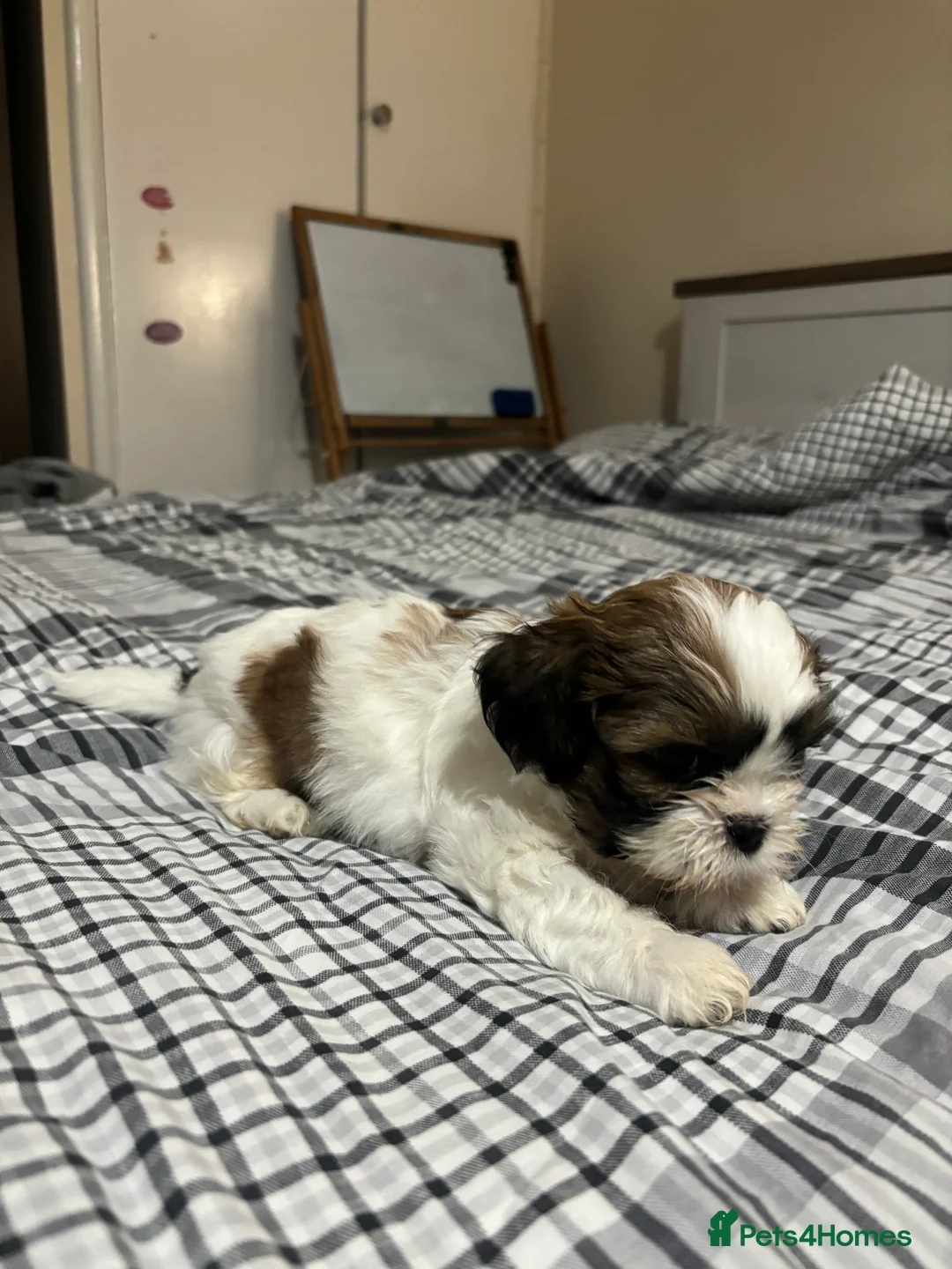 Shih Tzu dogs for sale: Shih Tzu puppies - Advert 6