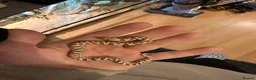 Corn Snake reptiles for sale: Hognose snake  - Advert 2